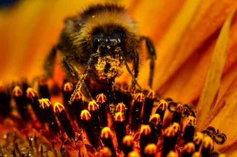 Bumblebee On Sunflower Stock Photos