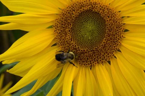 Bumblebee on sunflower Stock Photos
