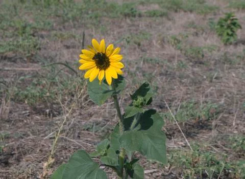 Bumblebee on sunflower Stock Photos