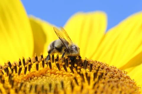 Bumblebee on a sunflower Fotos de archivo