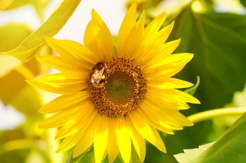Bumblebee on sunflower Stock Photos