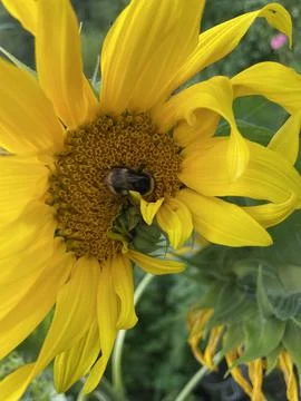 Bumblebee On A Sunflower Fotos de archivo