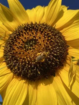 Bumblebee on Sunflower Stock Photos