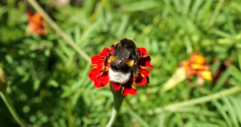 Bumblebee on a sunflower. Shooting summer macro.	 Stock Footage 207225579