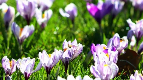 Bumblebee on a sunny spring meadow 4k 25fps video Stock-Footage 330046090