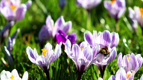 Bumblebee on a sunny spring meadow 4k 25fps video Stock Footage 330046197