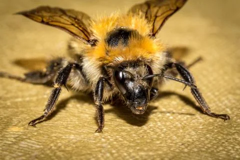 Bumblebee on the tablecloth Stock Photos
