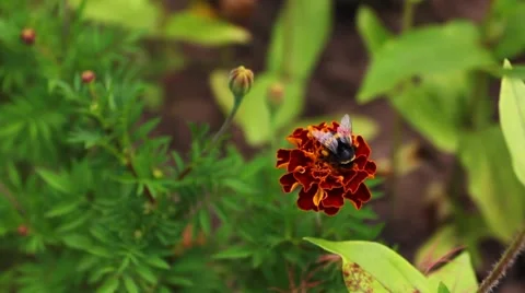 Bumblebee On Tagetes Video stock 8508126