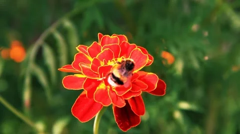 Bumblebee on tagetes Vídeos de archivo 8607449