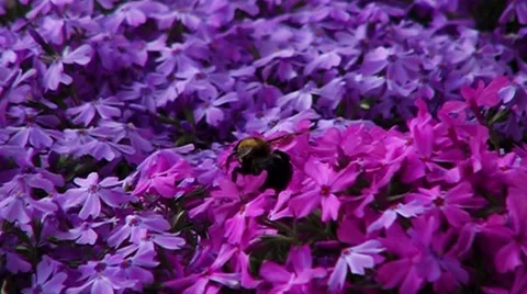 Bumblebee Takeoff Slow Motion Vídeos de archivo 55544055