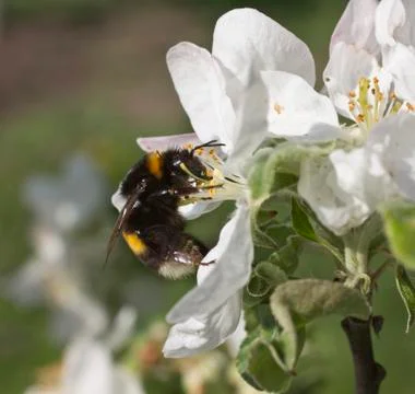 Bumblebee takes nectar Stock Photos