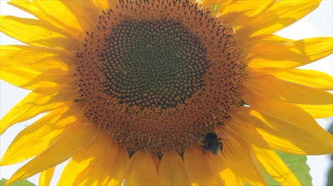 Bumblebee takes off from sunflower Stock Footage 46412904