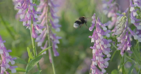 Bumblebee Taking Flight From Purple Flower. Slow Motion Close Up. Stock Footage 156457400