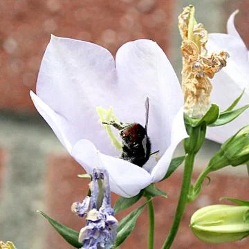 Bumblebee Taking Header into Blooming Flower Head 스톡 사진