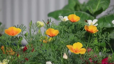A bumblebee taking nectar and pollinating a flower. Selective focus. Video stock 165971433