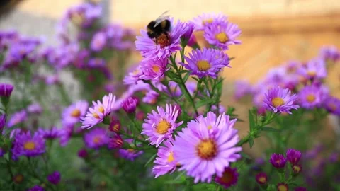 A bumblebee taking nectar and pollinating a flower. Selective focus. Vídeos de archivo 165971437
