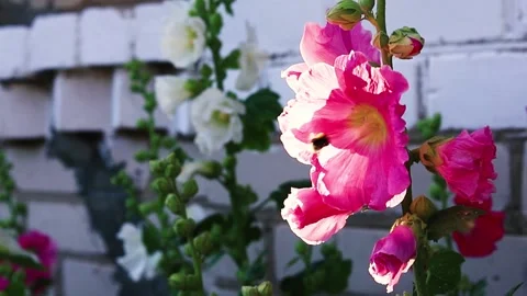 A bumblebee taking nectar and pollinating a flower. Selective focus. Vídeos de archivo 165971471