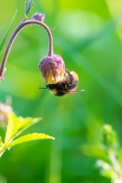 Bumblebee taking nectar from flower Stock Photos