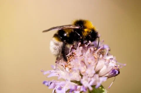 Bumblebee taking nectar on pink Clover flowers Stock Photos