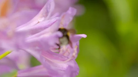 Bumblebee taking nectar from a pink flower Stock Footage 91375899