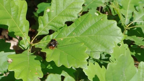 Bumblebee takingoff Stock Footage 123800903