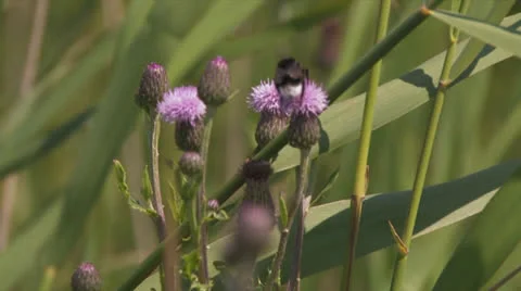 Bumblebee on thistle flies off Stock Footage 25672751