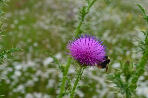 Bumblebee on a thistle flower in bloom Stock Photos