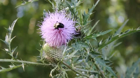 Bumblebee on a thistle flower Stock Footage 41294892