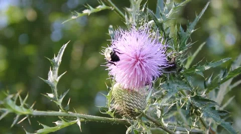 Bumblebee on a thistle flower Stock Footage 41294937