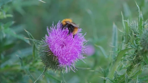 Bumblebee on a thistle flower Stock Footage 111199384