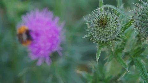 Bumblebee on a thistle flower. Vídeos de archivo 111199582