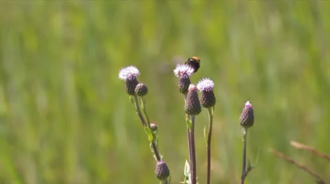 Bumblebee on a thistle Stock Footage 25672123