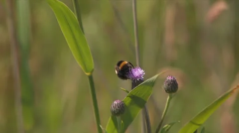 Bumblebee on a thistle Stock Footage 25672209