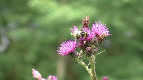 Bumblebee on thistle Stock Footage 104134515