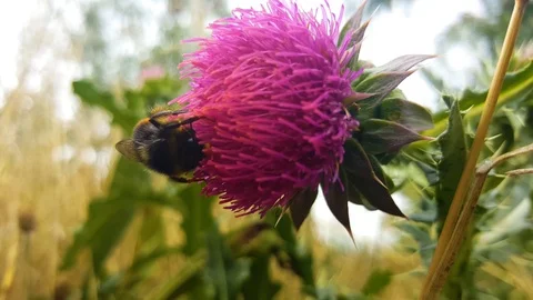Bumblebee on a thistle Video stock 105921262