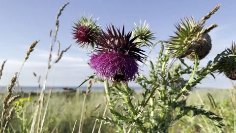 Bumblebee on Thistle Stock Footage 169996435