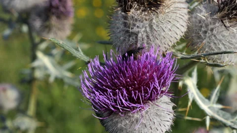 Bumblebee on thistle Stock Footage 285884210