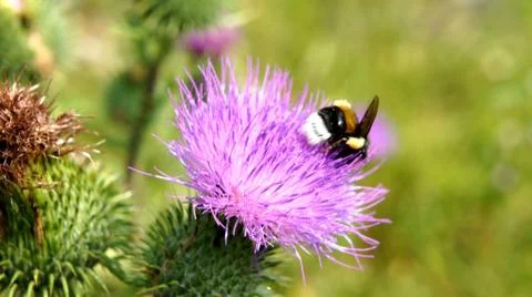 Bumblebee on thistle Stock Photos