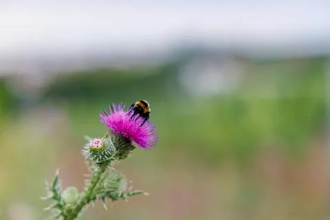 Bumblebee on Thistle Stock Photos