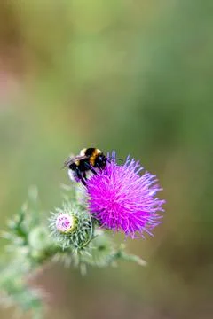 Bumblebee on Thistle Stock Photos