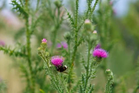 Bumblebee on Thistle Stock Photos