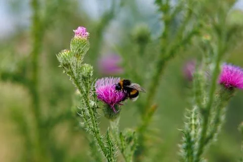 Bumblebee on Thistle Stock Photos