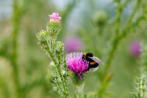 Bumblebee on Thistle Stock Photos