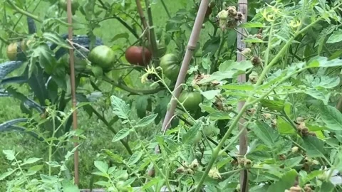 Bumblebee on tomato flowers. Bumblebee pollinate tomato flowers on vegetable Stock Footage 314138079
