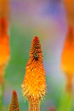 Bumblebee on torch lily Foto stock
