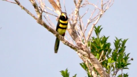 Bumblebee toucan spits up a large fruit pit in the Amazon Vídeo Stock 272565274