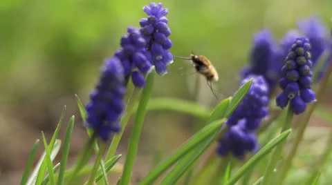 Bumblebee with the trunk into the flower Stock Footage 22676949