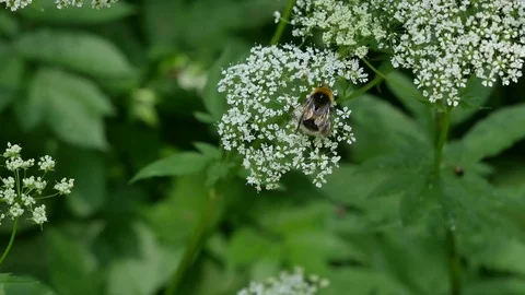 Bumblebee on a tsikut flower. Stock-Footage 116544398