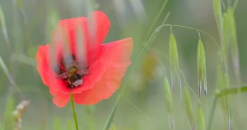Bumblebee on tulip 2k slow motion Stock Footage