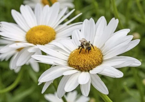 Bumblebee with two daisies Stock Photos